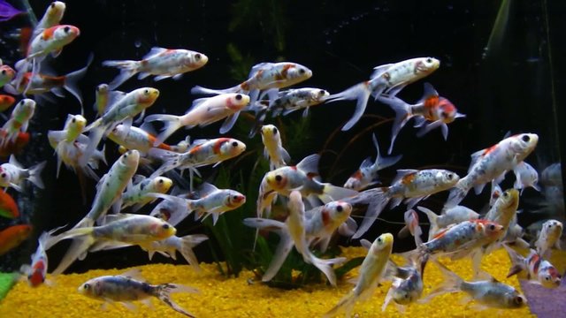 Haleine bilder Bla gjennom 152 arkivbilder, vektorer og videoer