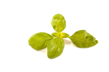 Obraz premium aromate basilic