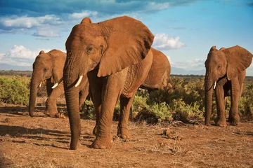 Foto auf Leinwand African elephant matriarchy against a blue sky © dmussman