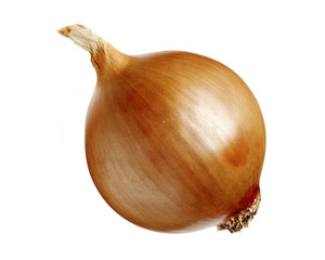 onion isolated