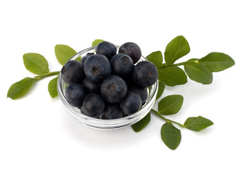 Blue bilberry or whortleberry