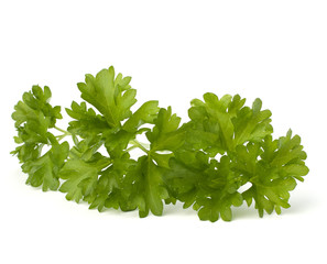 Parsley herb