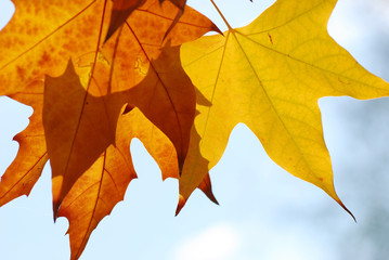 HOJAS OTOÑALES EN FONDO DE CIELO