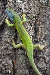 Naklejka na ściany i meble Niebieski i zielony lizard relaksuje na drzewie
