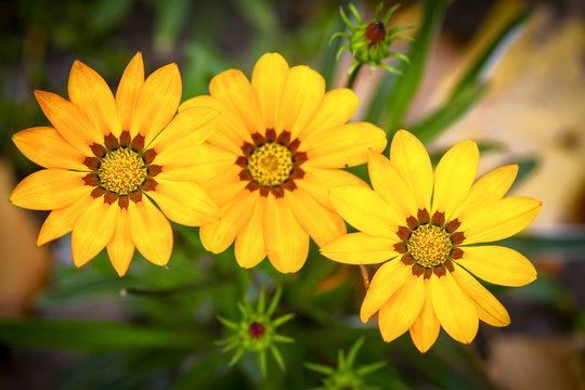 three large yelow flowers with green leaves in garden