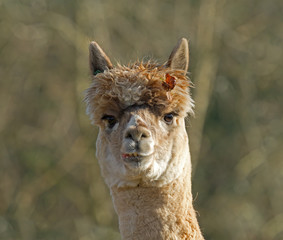 Alpaca with Leaf