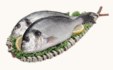 Orate - Sea bream