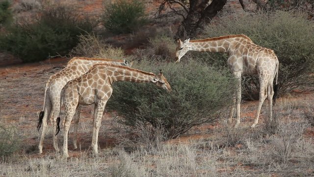 Feeding giraffes, Kalahari desert