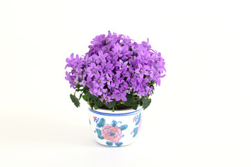 Mauerglockenblume