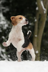 Beaglewelpe springt im Schnee