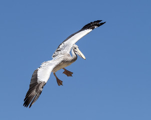 Pelican in the sky