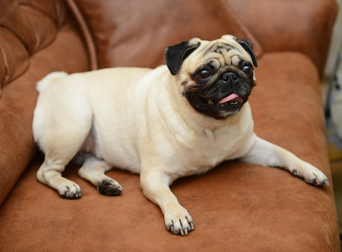 Pug dog sitting on the sofa