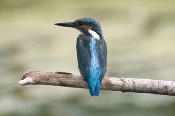 Kingfisher