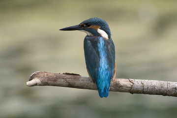 Fototapeta premium Kingfisher sits on a branch above the water