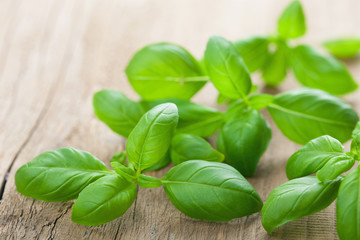 fresh basil