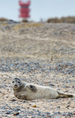 Baby seal on the beach
