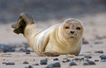 Baby seal on the beach © Menno Schaefer