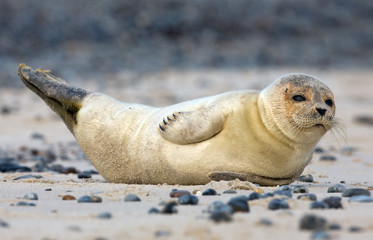 Naklejka premium Baby seal on the beach
