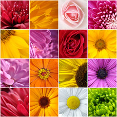 collage flower