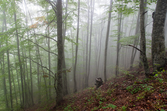 Fototapeta Mountain forest in the mist during Autumn
