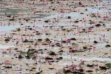 Water lilies in calm water, Vietnam