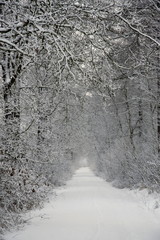 Snowy forest path in Echten