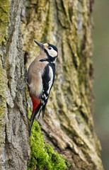 Great Spotted Woodpecker.