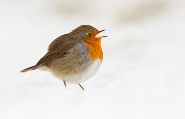 Robin in a cloud off white snow