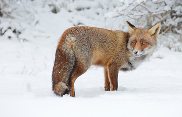 Red fox stands in a snowy landscape