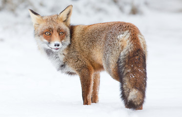 Red fox stands in a snowy landscape
