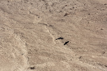 Fototapeta na wymiar Wrony latają nad pustyni Masada, Izrael