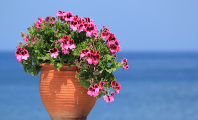 Geranium flowers in front of the sea