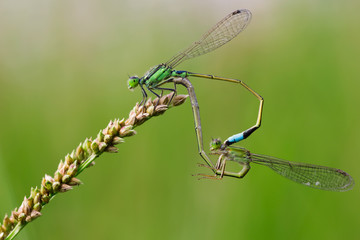 Common Blue Damselflies perched on a leaf breeding.