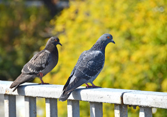 Pigeon sitting on railing on natural green background