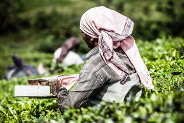 Woman picking tea leaves in a tea plantation,Munnar India