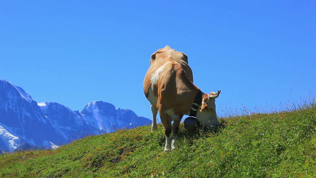 Cow on pasture.
