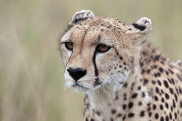 Cheetah