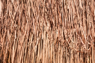 hay or dry grass background