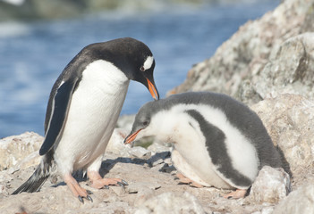 Fototapeta na wymiar Adult gentoo penguin i piskląt.