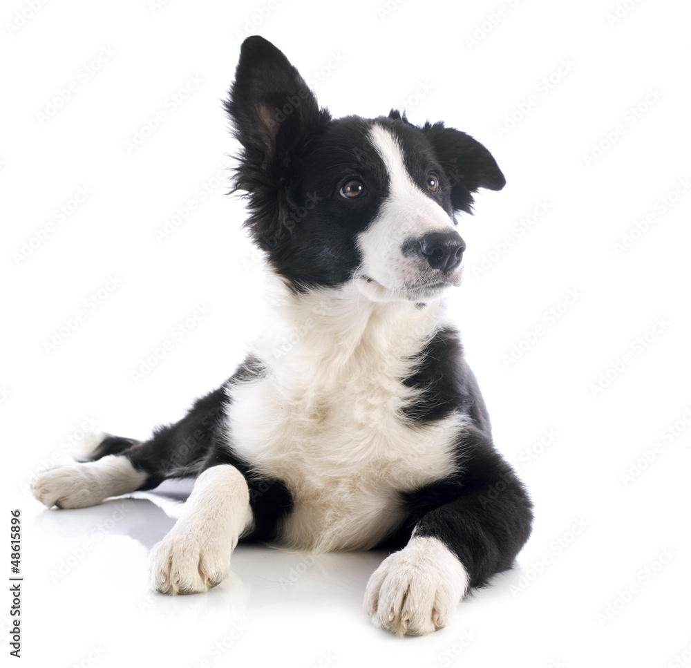 Canvas Prints puppy border collie