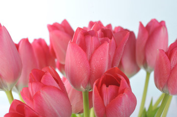 red tulips