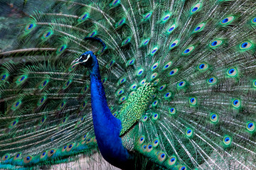 Obraz premium Peacock