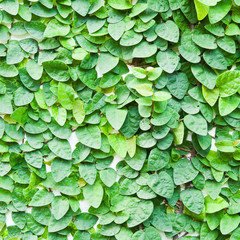 The Green Creeper Plant on the wall for background.