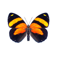 Papillon sur fond blanc en haute definition