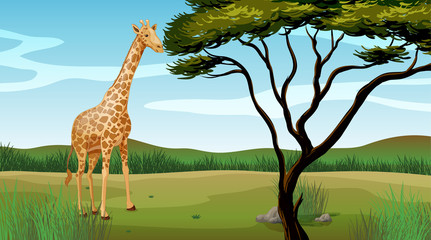 Obraz premium A giraffe