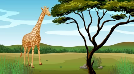 Papier Peint photo autocollant Zoo Une girafe