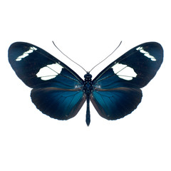 Obraz premium Papillon sur fond blanc en haute definition