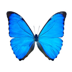 Papillon sur fond blanc en haute definition