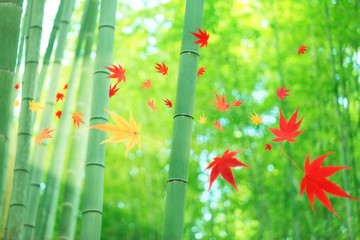 竹林と紅葉