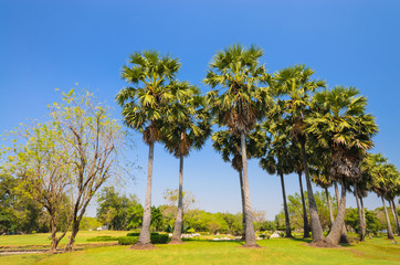 Fototapeta premium Tree